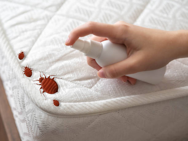 Best Pest Removal Services  in Drexel Heights, AZ